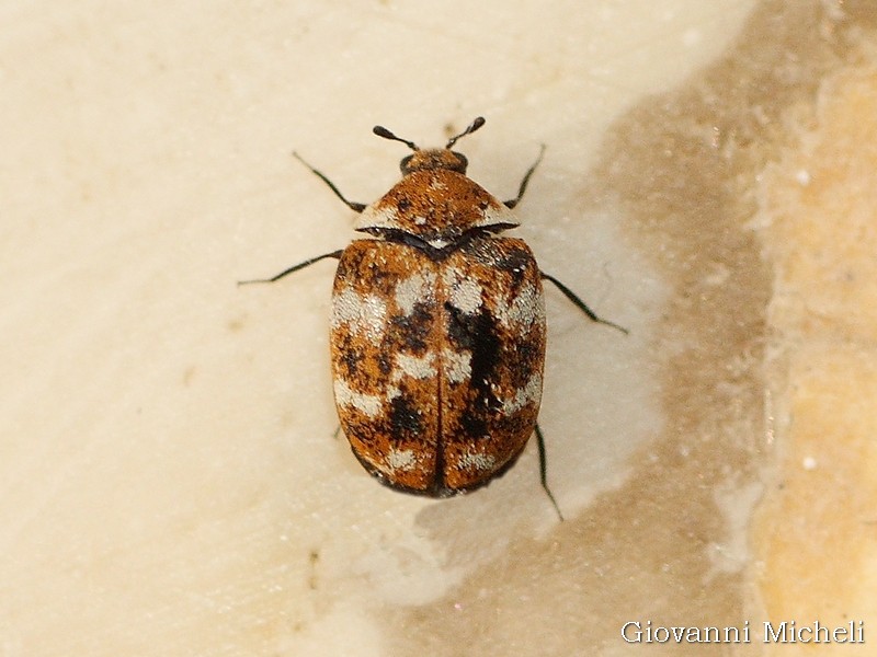 Coccinella?  No, Dermestidae: Anthrenus verbasci